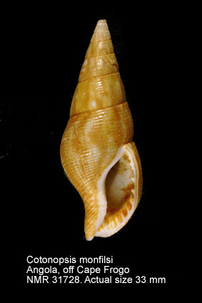 Cotonopsis monfilsi.jpg - Cotonopsis monfilsi(Emerson,1993)